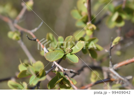Van Houttes spiraea 99409042