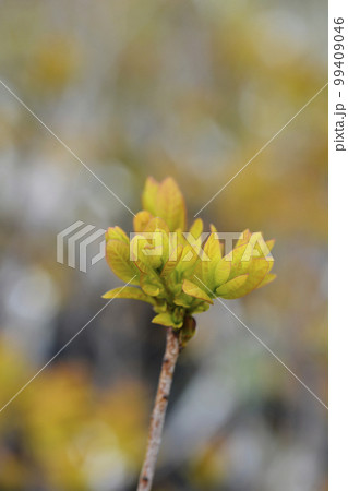Smoke tree Golden Spirit 99409046