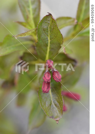 Weigela Minuet 99409069