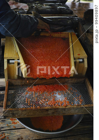 箕輪鮭孵化場 箕輪鮭孵化場 99409897