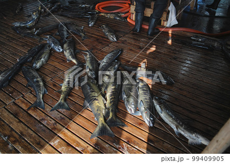 箕輪鮭孵化場 99409905