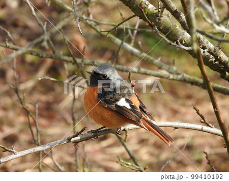 ヒタキ科の冬鳥「ジョウビタキ（オス）」 99410192