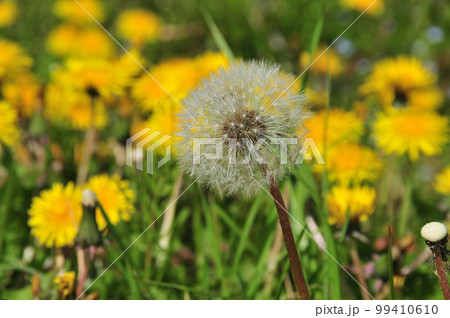 綿毛のたんぽぽ 綿毛のたんぽぽ 99410610