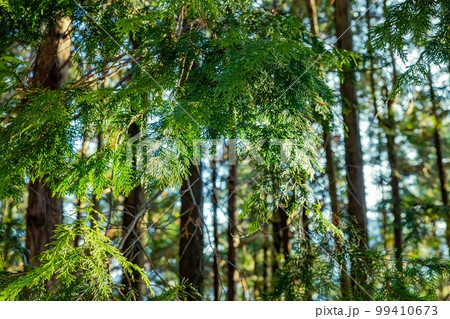 ヒノキ林 ヒノキ林 99410673