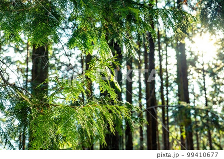 ヒノキ林 ヒノキ林 99410677