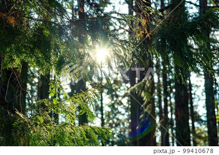 ヒノキ林 99410678