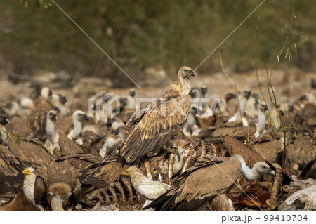 Himalayan vulture or Gyps himalayensis or Himalayan griffon vulture closeup during winter migration perched on carcass in dumping yard of jorbeer conservation reserve bikaner rajasthan india asia Himalayan vulture or Gyps himalayensis or Himalayan griffon vulture closeup during winter migration perched on carcass in dumping yard of jorbeer conservation reserve bikaner rajasthan india asia 99410704