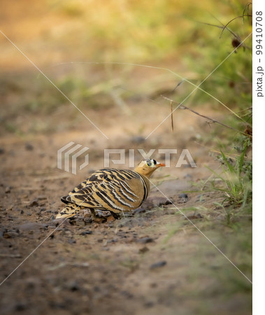 Painted Sandgrouse or Pterocles indicus male bird closeup or portrait in natural green background at ranthambore national park forest reserve sawai madhopur rajasthan india asia 99410708