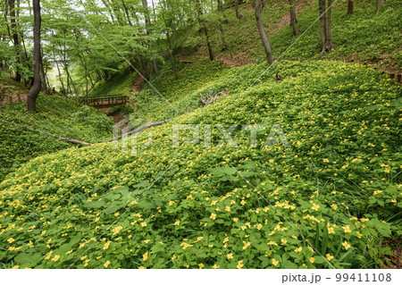 ヤマブキソウ群生地 99411108