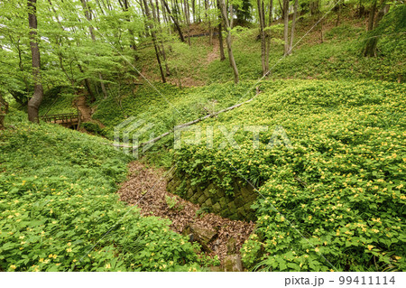 ヤマブキソウ群生地 ヤマブキソウ群生地 99411114