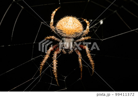 Spotted orb weaver spider on web, Neoscona triangula, Ambalavao, Madagascar wildlife Spotted orb weaver spider on web, Neoscona triangula, Ambalavao, Madagascar wildlife 99411372