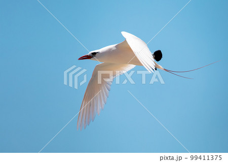 The red-tailed tropicbird, Phaethon rubricauda, Nosy Ve. Madagascar wildlife The red-tailed tropicbird, Phaethon rubricauda, Nosy Ve. Madagascar wildlife 99411375