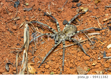 Wolf spider. Lycosidae sp, Ranohira Isalo, Madagascar wildlife Wolf spider. Lycosidae sp, Ranohira Isalo, Madagascar wildlife 99411382