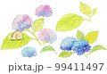 水彩画の紫陽花とカタツムリ 99411497