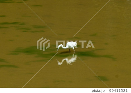 獲物を狙う白鷺 獲物を狙う白鷺 99411521