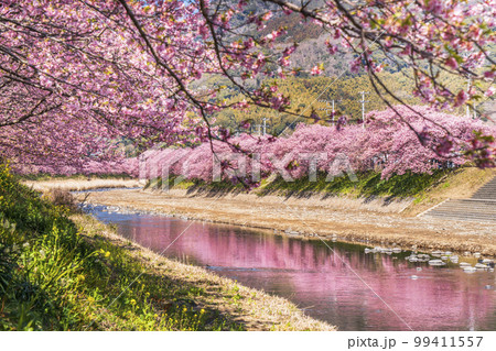 河津川　満開の河津桜並木【静岡県・賀茂郡・河津町】 99411557