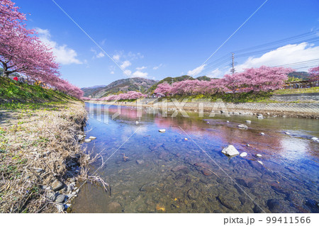 河津川　満開の河津桜並木【静岡県・賀茂郡・河津町】 99411566