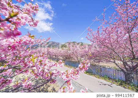 河津桜発祥の地　河津町の桜並木【静岡県・賀茂郡】 99411567