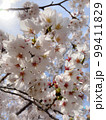 晴れやかな空に映える桜の花 99411829