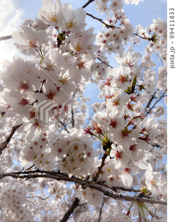 春の桜と空 春の桜と空 99411833