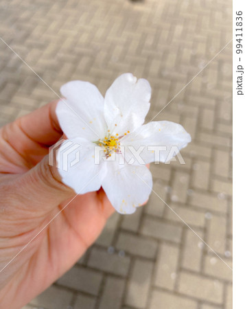 桜だよ 99411836