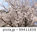 満開の桜 99411838