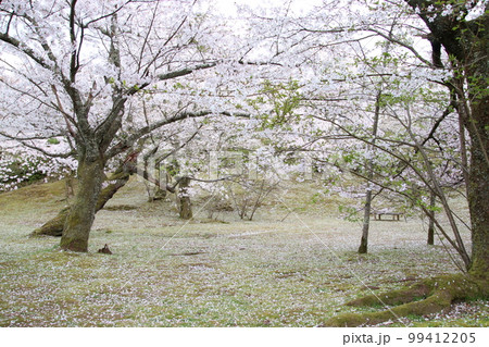 満開の桜舞う日本の春の庭(朝日山公園 ※富山県 氷見市) 満開の桜舞う日本の春の庭(朝日山公園 ※富山県 氷見市) 99412205