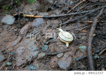 シワガラの滝への遊歩道を進むカタツムリ 兵庫県美方郡新温泉町 シワガラの滝への遊歩道を進むカタツムリ 兵庫県美方郡新温泉町 99412337