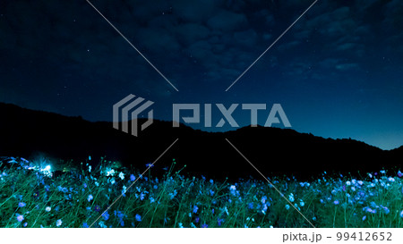 コスモス畑とオリオン座が隠れて 99412652