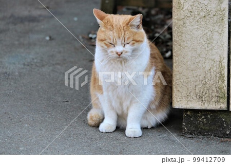 冬の日ウトウトする野良猫　ちょっと不機嫌そうなチャトラ白 99412709