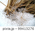 Winter frosty light stock photo. Picture with white snow, thin ice, dried grass. Contrast lace texture of ice and hay. Fresh seasonal landscape. Winter or spring nature details. Cold snow, warm straw 99413276