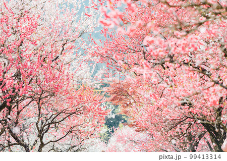 長野阿智村 月川温泉 花桃の郷の絶景 長野阿智村 月川温泉 花桃の郷の絶景 99413314