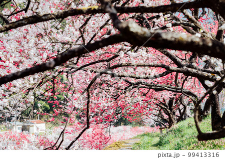 長野阿智村　月川温泉　花桃の郷の絶景 99413316