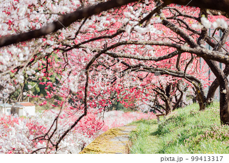 長野阿智村 月川温泉 花桃の郷の絶景 長野阿智村 月川温泉 花桃の郷の絶景 99413317