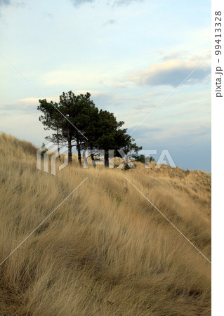 Landscape with trees. Evening sunset view of trees and hills. Green trees, yellow dry grass. Freestanding pine trees at dawn. Natural landscape. Hay, straw, hills, mountains, no people, copy space Landscape with trees. Evening sunset view of trees and hills. Green trees, yellow dry grass. Freestanding pine trees at dawn. Natural landscape. Hay, straw, hills, mountains, no people, copy space 99413328