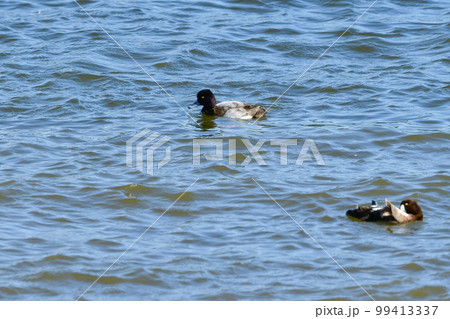 冬に海辺や湖にやってくるめったに見られない珍鳥のコスズガモ 冬に海辺や湖にやってくるめったに見られない珍鳥のコスズガモ 99413337