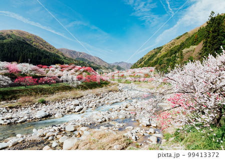 長野阿智村 月川温泉 花桃の郷の絶景 長野阿智村 月川温泉 花桃の郷の絶景 99413372