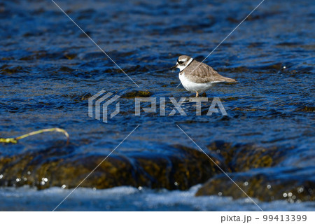 冬に小川や湖の水辺で見られる白黒の美しい野鳥のイカルチドリ 99413399