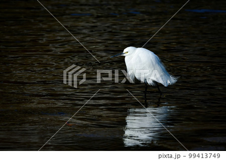 公園や川の水辺で見られる身近な美しい野鳥、コサギ 公園や川の水辺で見られる身近な美しい野鳥、コサギ 99413749