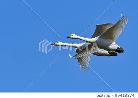 湖や田んぼ等、冬の水辺にやってくる真っ白で大きな野鳥、コハクチョウ 湖や田んぼ等、冬の水辺にやってくる真っ白で大きな野鳥、コハクチョウ 99413874