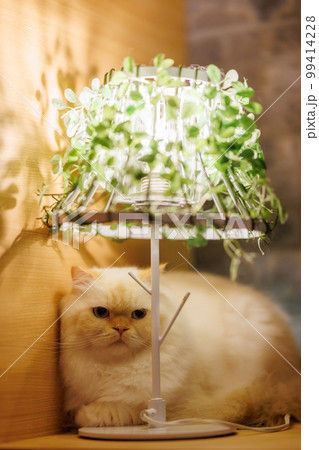 猫カフェ 猫カフェ 99414228