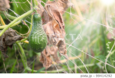 Dried bush of cucumbers with unripe fruits 99414292