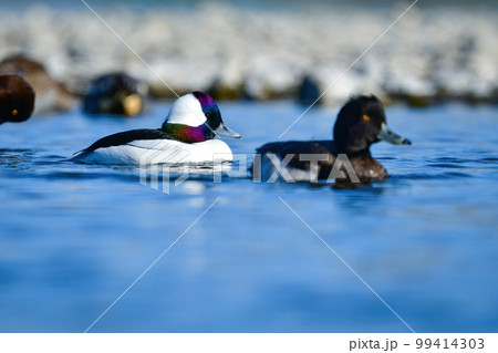 川や湖等の水辺で見られる珍しい鳥、純白と虹色の羽が美しいヒメハジロ 99414303