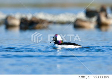 川や湖等の水辺で見られる珍しい鳥、純白と虹色の羽が美しいヒメハジロ 99414309