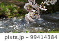 きらめく清流とソメイヨシノ  99414384