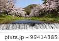 観音寺川のソメイヨシノ  99414385