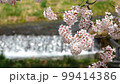 雪解けのせせらぎとソメイヨシノ  99414386