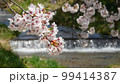 雪解けの清流に開花したソメイヨシノ  99414387