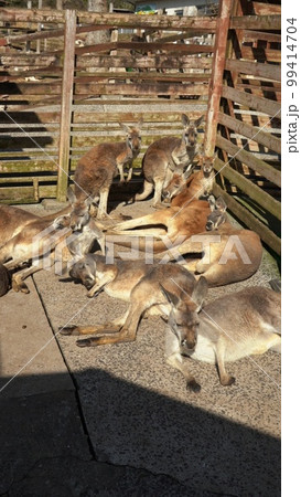 【山口県】秋吉台サファリランドの動物ふれあい広場のカンガルー 【山口県】秋吉台サファリランドの動物ふれあい広場のカンガルー 99414704