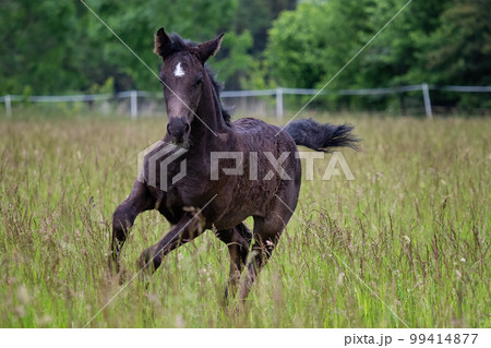 Running foal in spring meadow, black horse 99414877